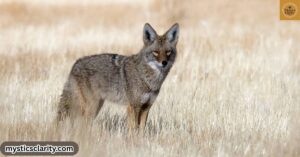 coyote-spiritual-meaning-symbolism-dreams-and-messages-from-the-universe