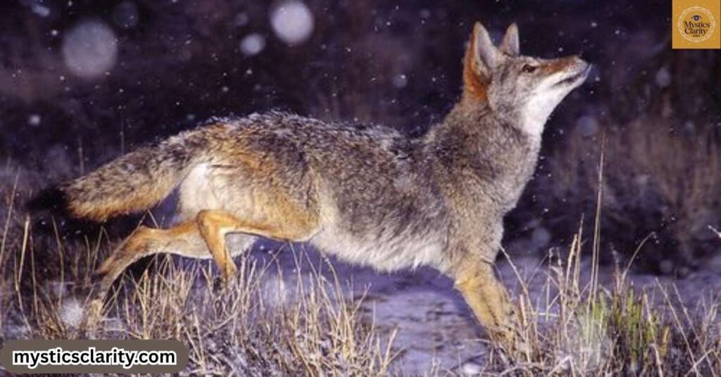 how-to-work-with-coyote-energy