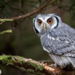 owl-spiritual-meaning-symbolism-wisdom-and-hidden-messages-of-seeing-an-owl