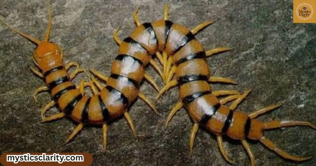 what-to-do-if-you-see-a-centipede